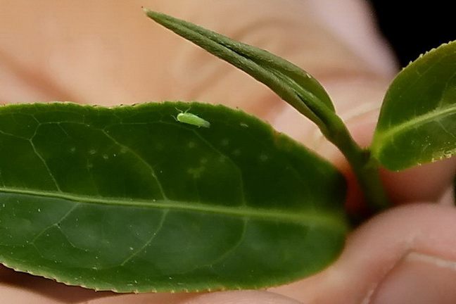 The light green insect seen in the above photo shows the green fly at the edge of tea leaf. When the insect sucks the juice of tea leaf, the leaf will turn yellowish in color.