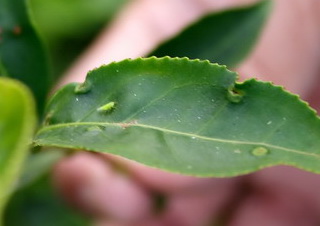 Non-Pesticide Tea Garden is necessary to get green flies attracted down to the tea garden. But this is not sufficient. It also very much depends on luck.