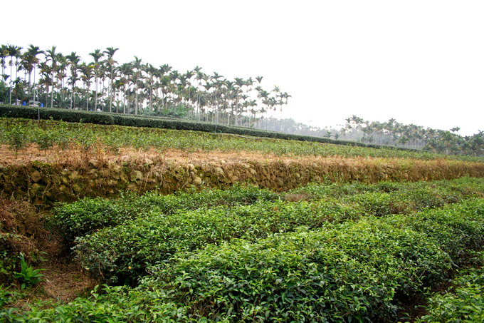 凍頂山山頂付近の茶園