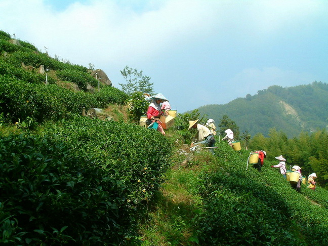 HOJO离山茶产自海拔2000米以上的茶园