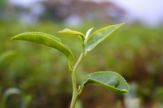 ウンカにより変形した茶葉