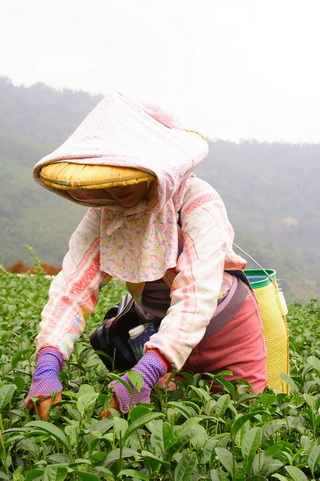 高山茶の茶摘み風景