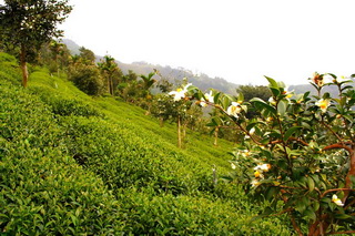 高山茶の茶園