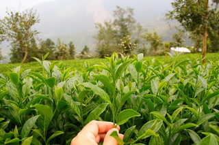 高山茶园