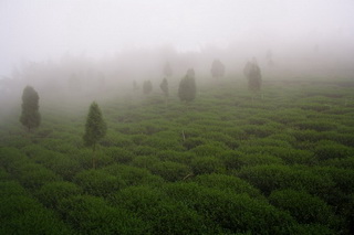 霧の茶園