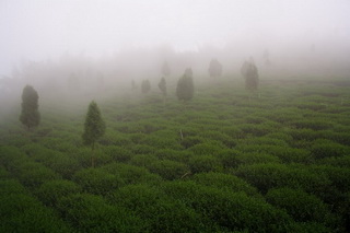 雾の茶园