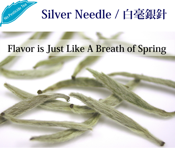 Silver Needle  