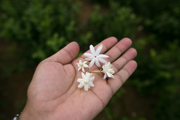 美味しいジャスミン茶に使われる高品質なジャスミンの花とは お茶の専門店hojo