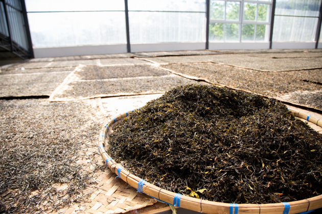 メロン　2006年ものプーアール茶×2 生茶×1 2種類の全く異なるプーアル茶、生茶と熟茶とは？ | お茶の専門店HOJO