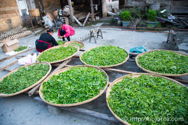 ヒョロヒョロの白い茶樹のみから作るマニアックなプーアル茶 お茶の専門店hojo