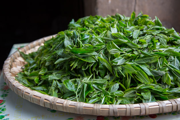 The Field Report of Yunnan Tea in 2019 | HOJO Online Speciality Tea Shop