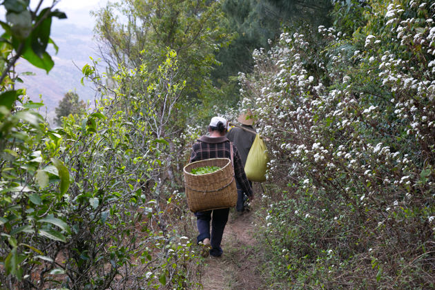 Producing Exceptionally Long Withered Raw Pu Erh Tea Hojo Online