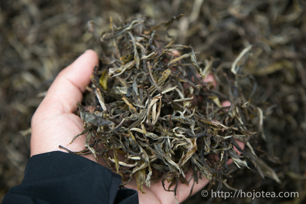 雲南省の自然栽培プーアル茶