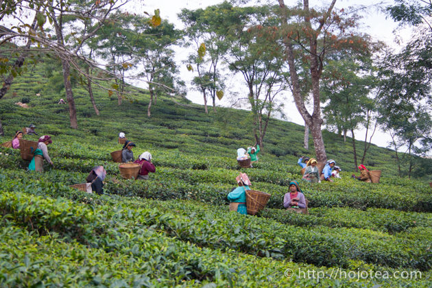 Easy way to understand the scientific name of tea | HOJO Online