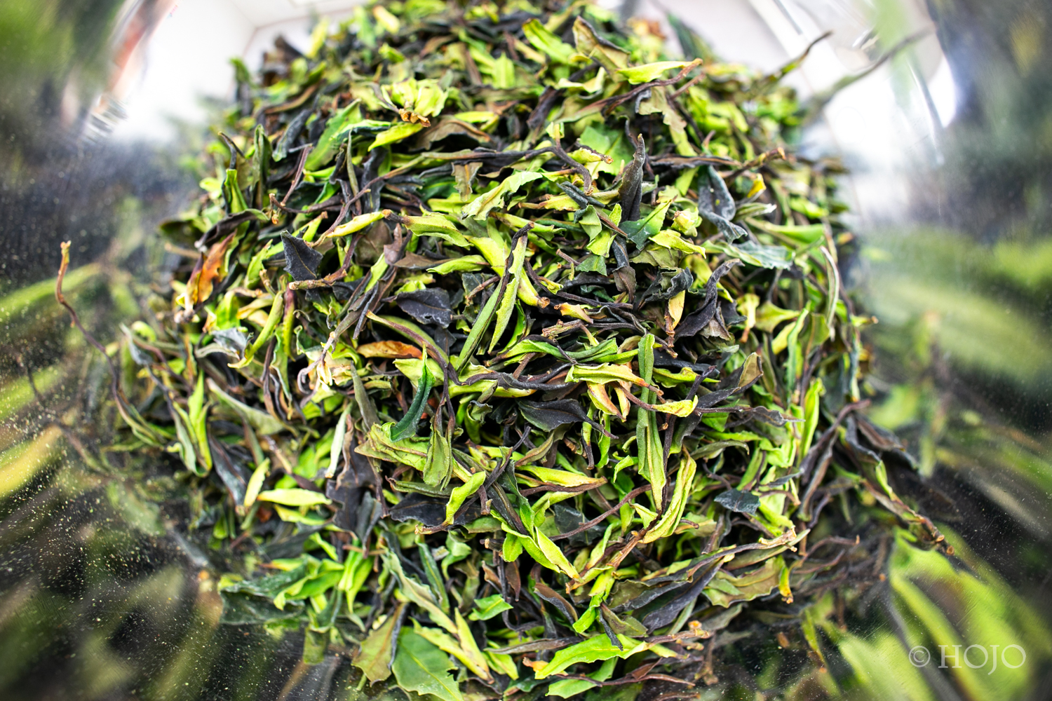 大雪山野生白茶 2026 散茶